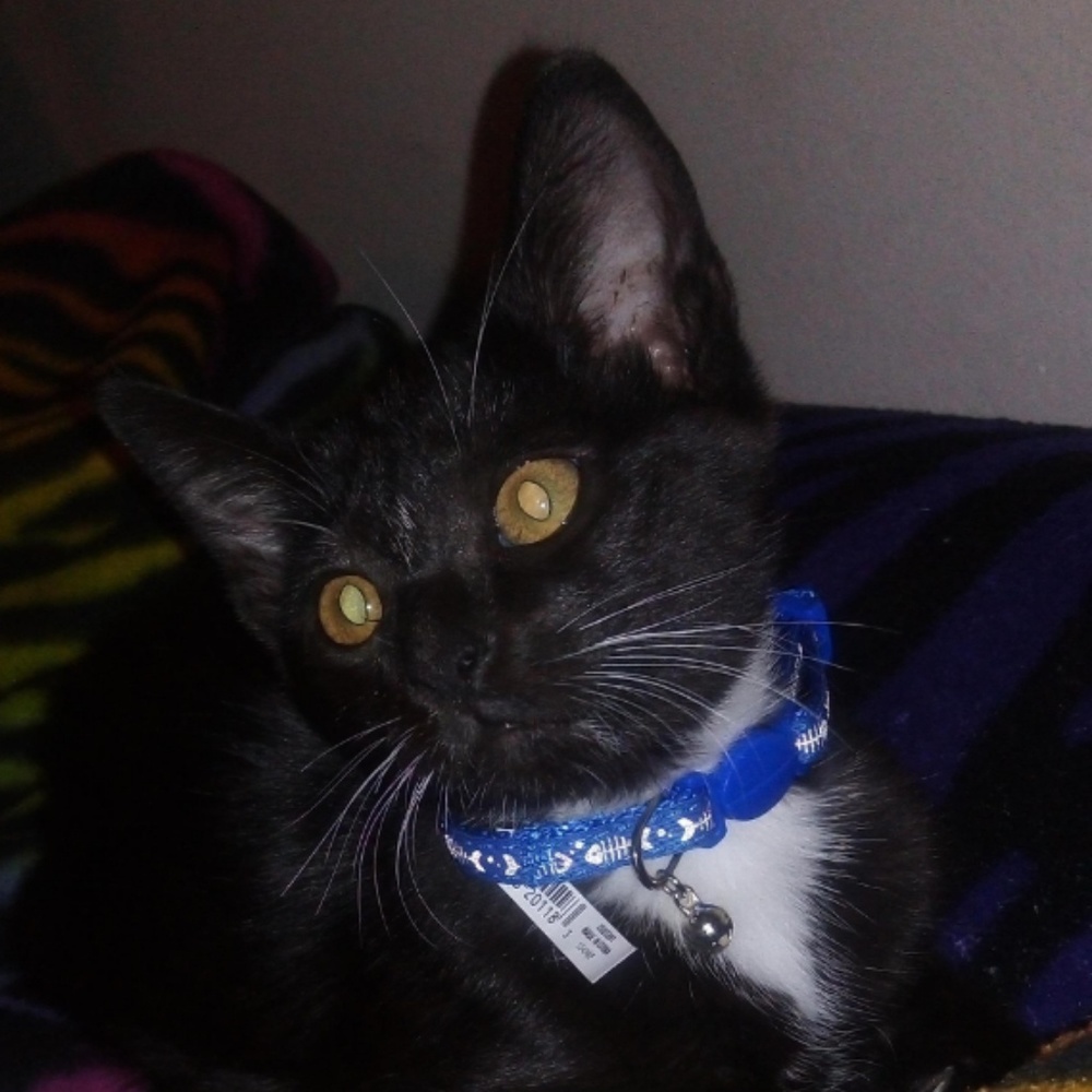 Meet your Posher, Clarissa